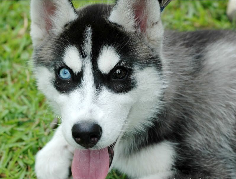 siberian husky puppies wallpaper. husky pup Image