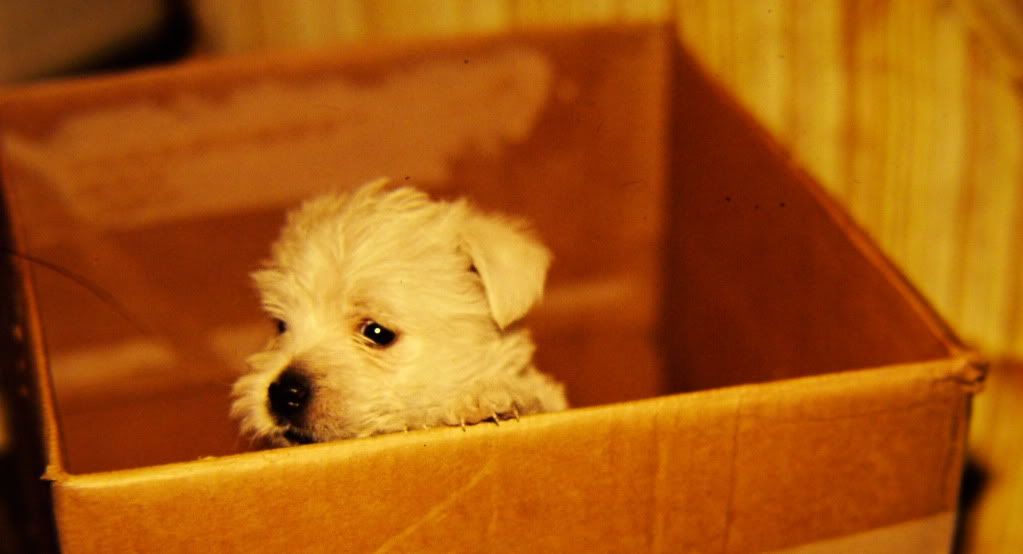 box.jpg