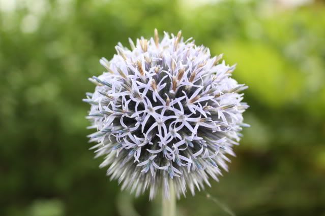 IMAGE: http://i613.photobucket.com/albums/tt214/Danielk62/BruggeFlower.jpg