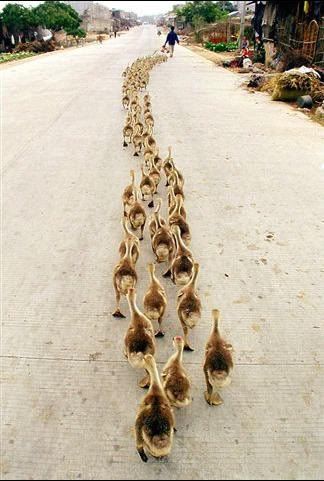 ducks in a line photo: Duckies Duckies.jpg