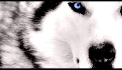 wolf eye Pictures, Images and Photos