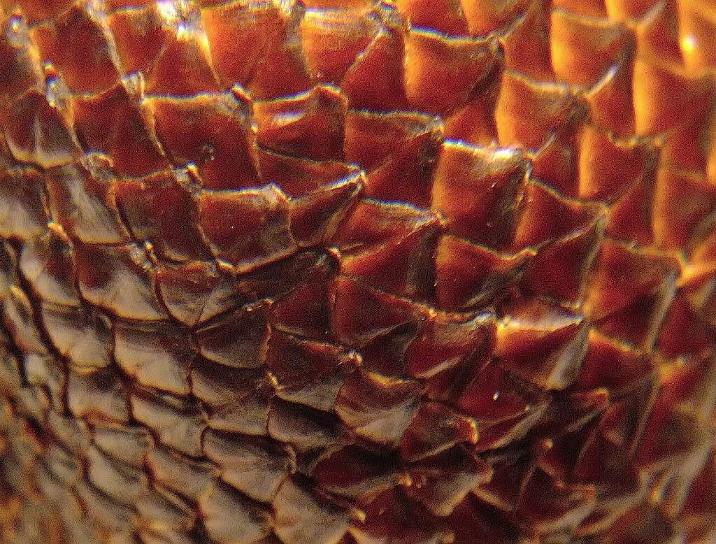 Macro Snake Skin