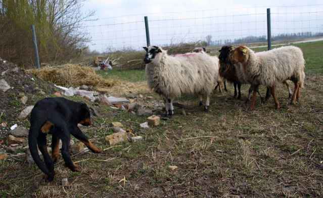 Fan-sheep1.jpg
