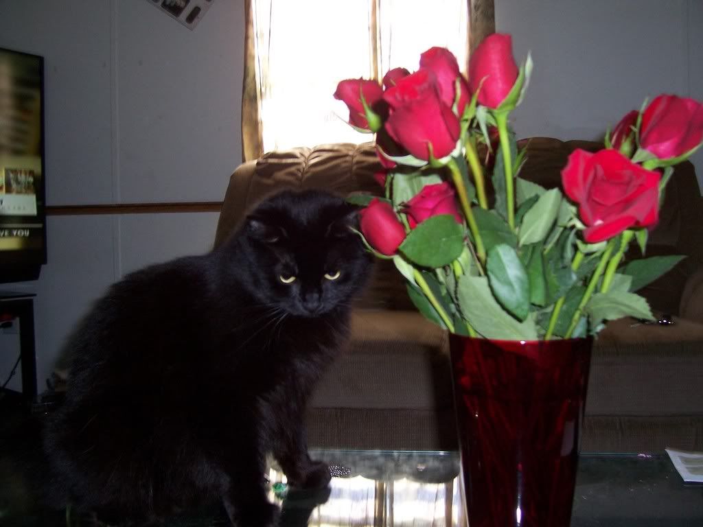 100_1219.jpg image by aylastarii