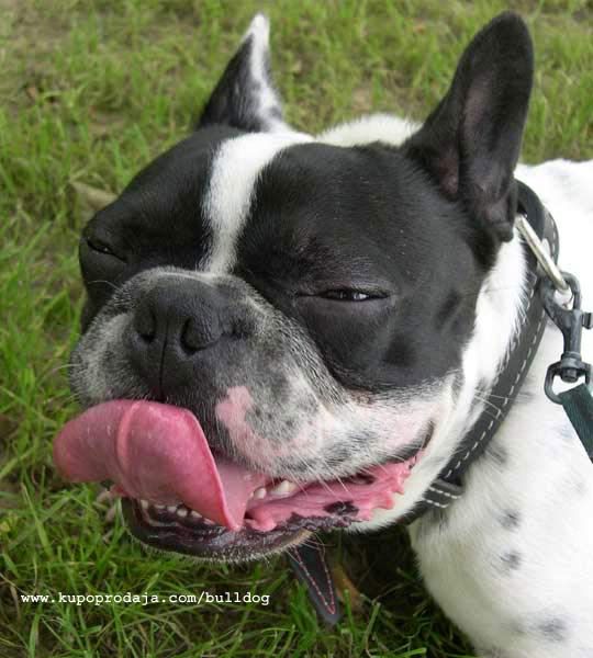 french-bulldog-wallpaper-5.jpg