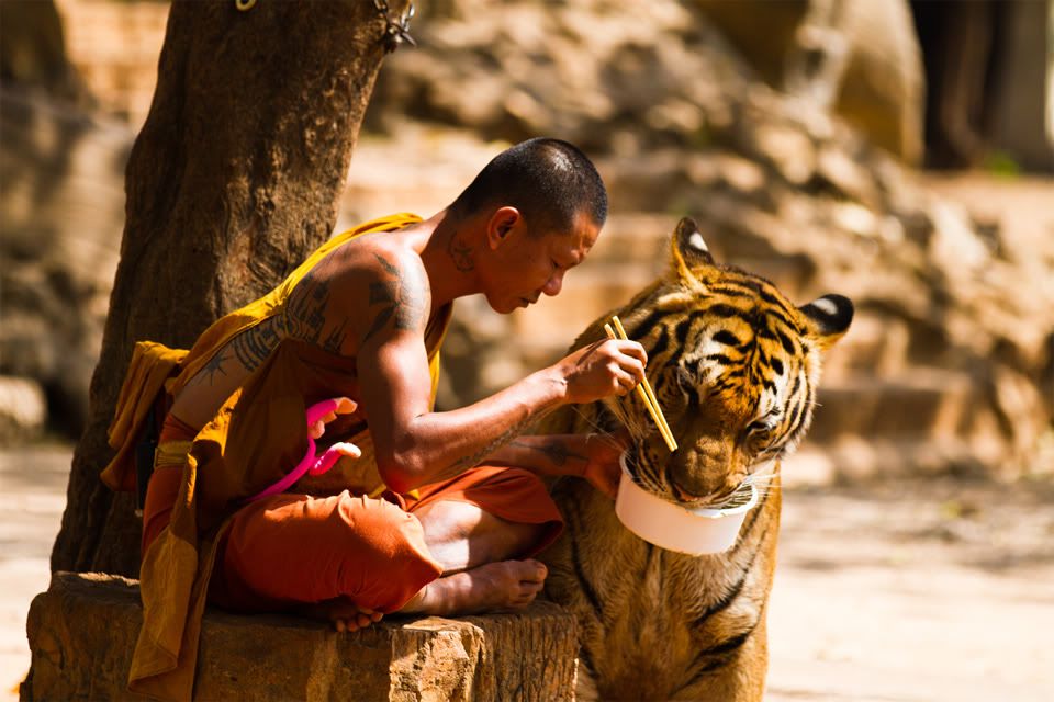 monk-shares-a-meal-with-a-tiger.jpg
