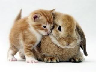 kitty and bunny