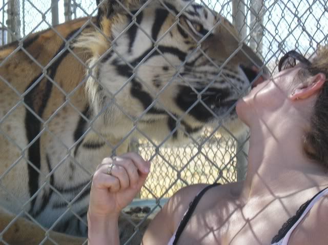 Kissing Tiger