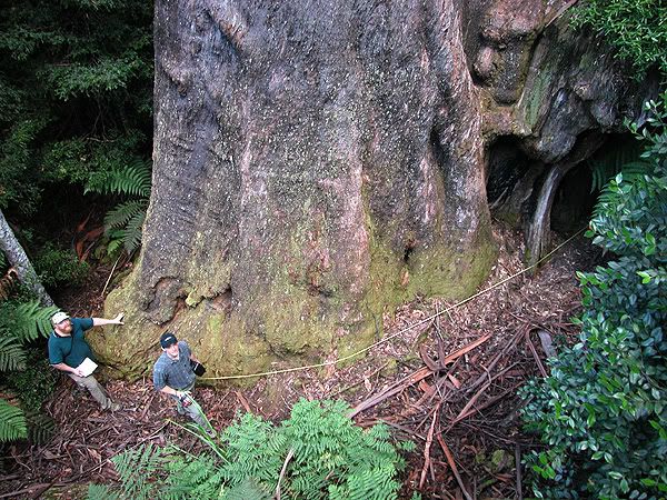 Big Tree Image - Tasmania