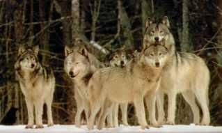 Wolves Pictures, Images and Photos