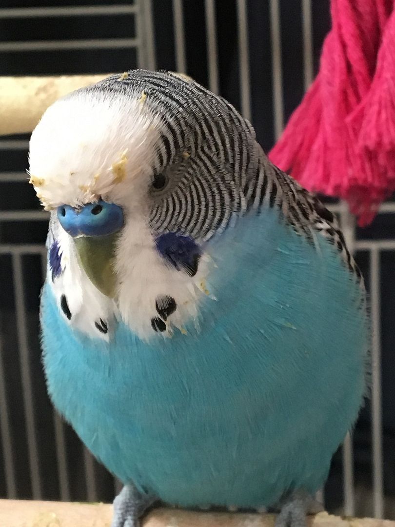 sick budgie