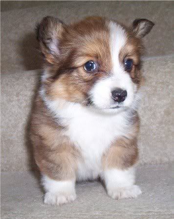 corgipuppy.jpg