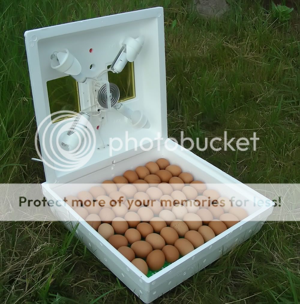 Incubator Electro Mechanical Thermoregulator 70 80 Eggs