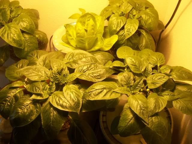 How To Prune Sweet Pepper Plants - How to prune pepper plants.