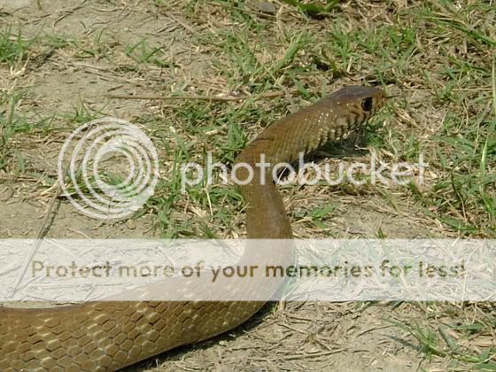 草绳- 两爬世界 - 大宅世界 - powered by discuz!